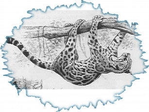 Картинка рисованные животные ягуары леопарды