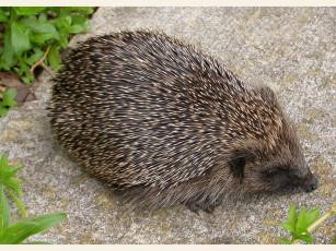 Картинка животные ежи