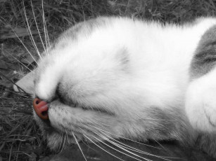 Картинка животные коты