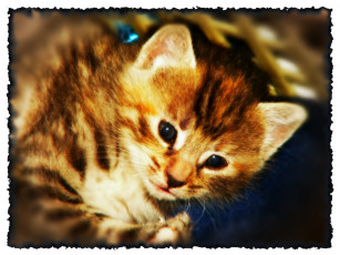 Картинка животные коты