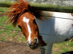 Картинка животные лошади