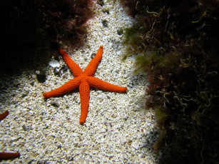 Картинка животные морские звёзды