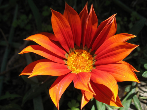 Обои картинки фото цветы, газания