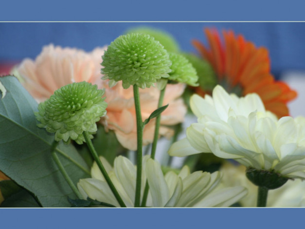 Обои картинки фото цветы, хризантемы