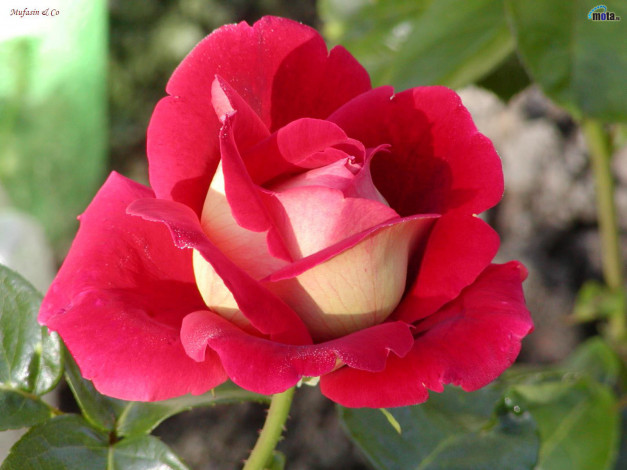 Обои картинки фото цветы, розы