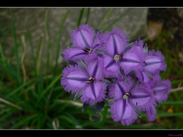Обои картинки фото цветы, традесканции