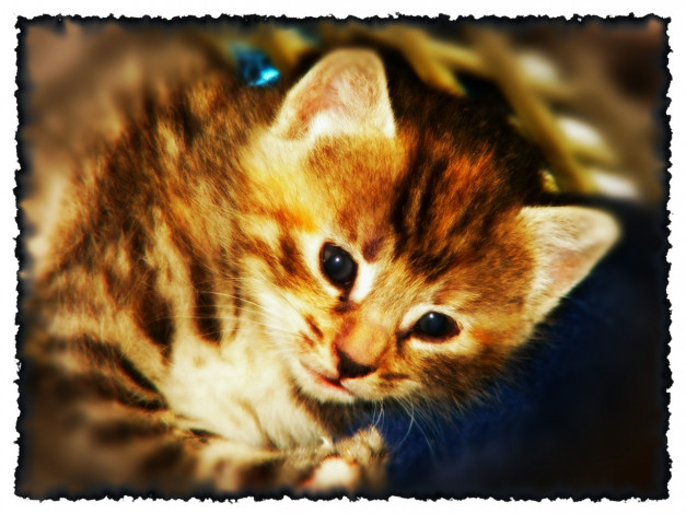 Обои картинки фото животные, коты