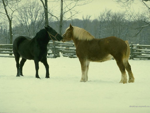 Обои картинки фото животные, лошади