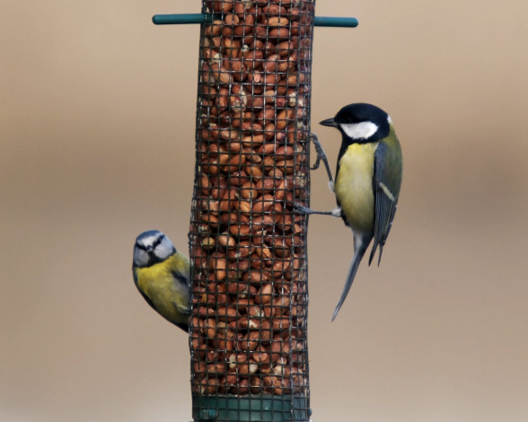 Обои картинки фото животные, синицы, лазоревки