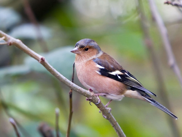 Обои картинки фото животные, птицы