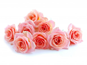 Картинка цветы розы нежность