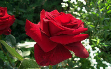 Картинка цветы розы бутон