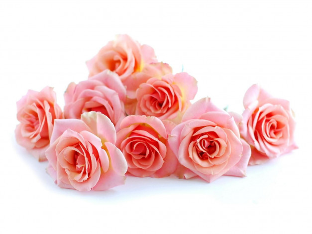 Обои картинки фото цветы, розы, нежность