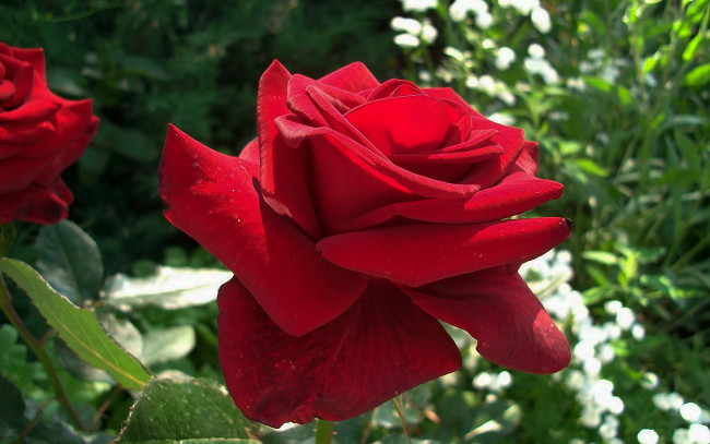 Обои картинки фото цветы, розы, бутон