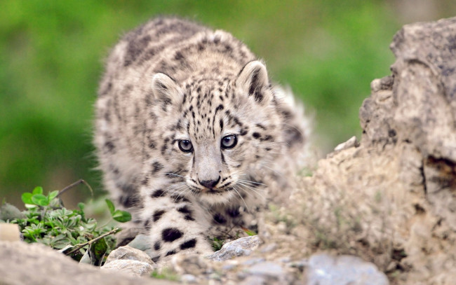 Обои картинки фото животные, снежный, барс, ирбис, котёнок