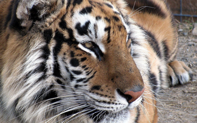 Обои картинки фото животные, тигры, тигр