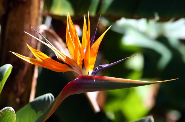 Обои картинки фото цветы, стрелиция, райская, птица, экзотика, тропический, хохолок