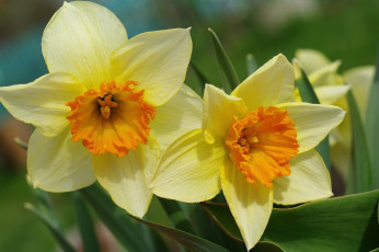 Картинка цветы нарциссы макро нарцисс весна