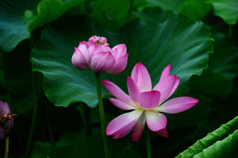 Картинка цветы лотосы фон лепестки