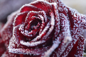 Картинка цветы розы bloom bud rose цветение бутон роза