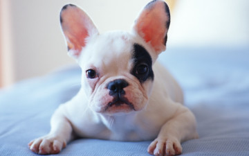 Картинка животные собаки мопс щенок собака фон лежит