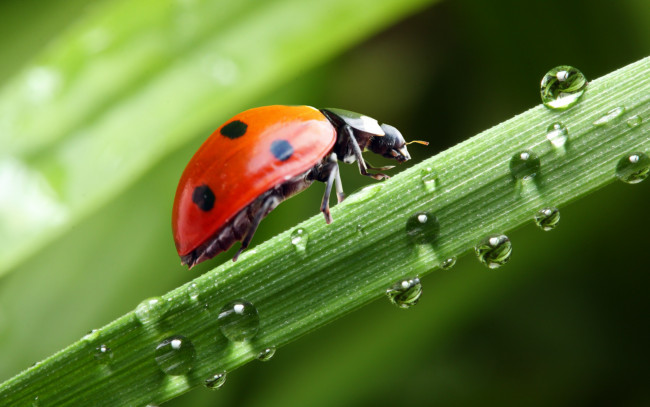 Обои картинки фото животные, божьи коровки, жук, капли, рендеринг, насекомые, макро, божья, коровка, отражение, роса, зелень, вода