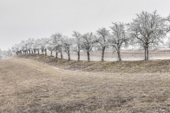 Картинка природа деревья снег