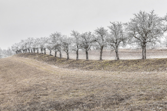 Обои картинки фото природа, деревья, снег