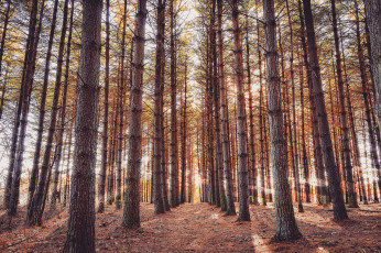 Картинка природа лес простор