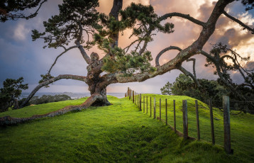 Картинка природа деревья простор