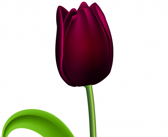 Обои картинки фото векторная графика, цветы , flowers, фон, тюльпан