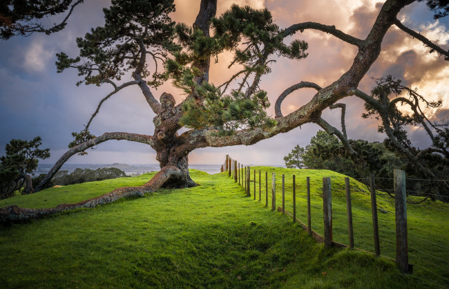 Обои картинки фото природа, деревья, простор