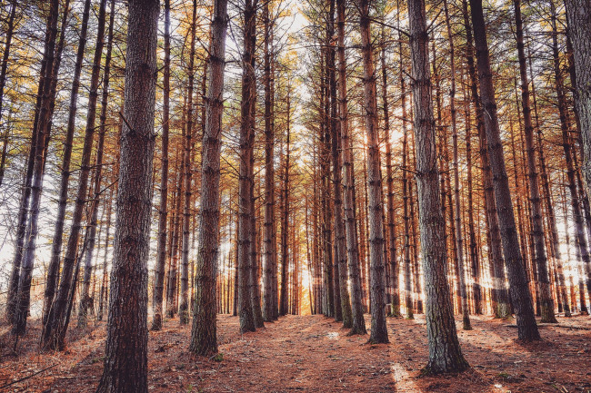 Обои картинки фото природа, лес, простор