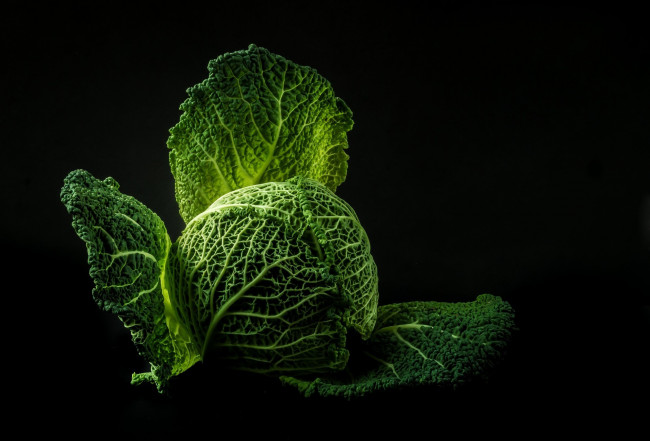 Обои картинки фото еда, капуста и её разновидности, кочан, капуста, савойская