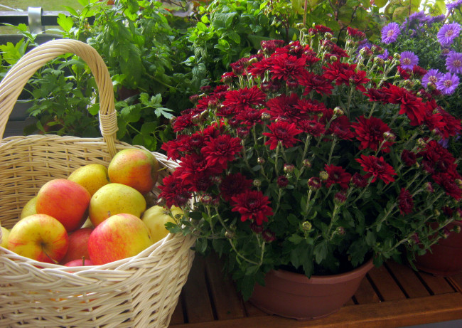 Обои картинки фото еда, натюрморт, яблоки, корзинка