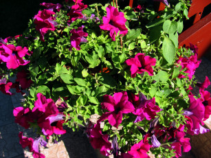 Картинка цветы петунии +калибрахоа розовая петуния