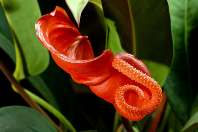 Обои картинки фото цветы, антуриум , цветок фламинго, антуриум, экзотика