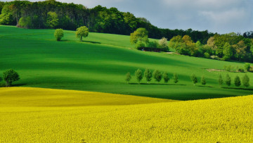 Картинка природа поля поле