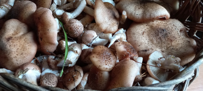 Обои картинки фото еда, грибы,  грибные блюда, опята