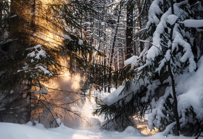 Обои картинки фото природа, лес, снег, зима