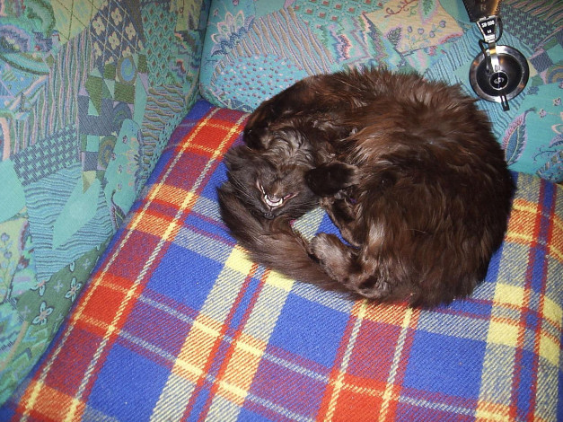 Обои картинки фото нус, животные, коты