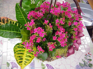 Картинка цветы букеты композиции