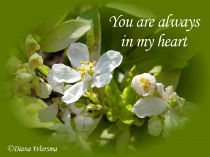 Картинка цветы цветущие деревья кустарники