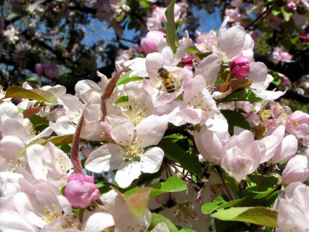 Обои картинки фото цветы, цветущие, деревья, кустарники