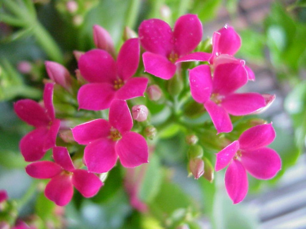 Обои картинки фото цветы, каланхоэ