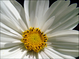 Картинка цветы космея