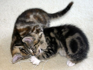 Картинка животные коты