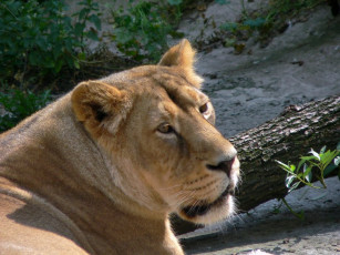 Картинка животные львы