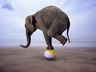 Картинка животные слоны