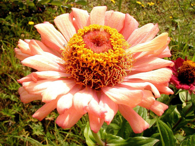 Обои картинки фото цветы, цинния